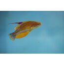 Paracheilinus flavianalis