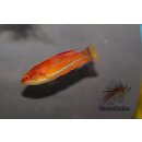 Paracheilinus flavianalis