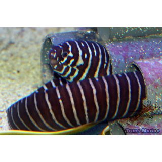 Gymnomuraena zebra