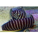 Gymnomuraena zebra