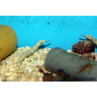 Corythoichthys polynotatus