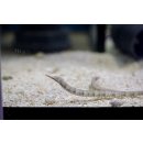 Corythoichthys polynotatus