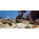 Dunckerocampus dactyliophorus
