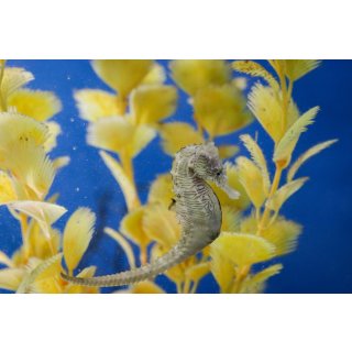Hippocampus erectus