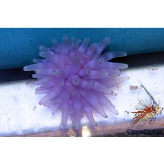 Condylactis gigantea