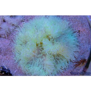 Heteractis crispa