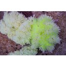 Heteractis crispa