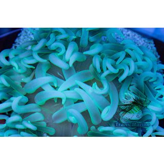 Macrodactyla doreensis