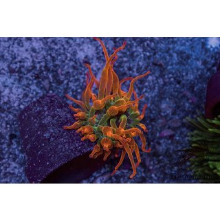 Entacmaea quadricolor