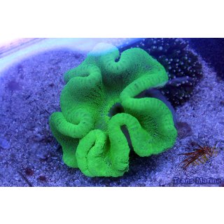 Stichodactyla haddoni
