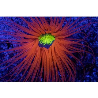 Pachycerianthus sp.
