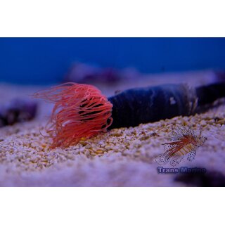 Pachycerianthus sp.