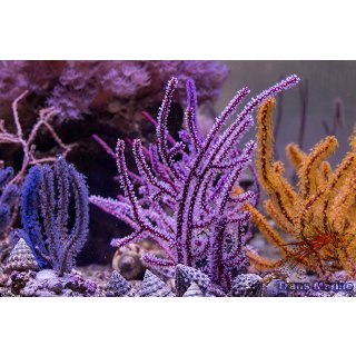 Menella sp. NZ INDO