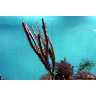 Pterogorgia guadalupensis