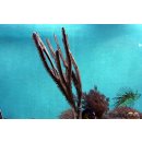 Pterogorgia guadalupensis
