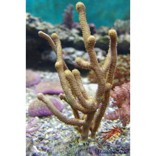 Rumphella sp. Nachzucht