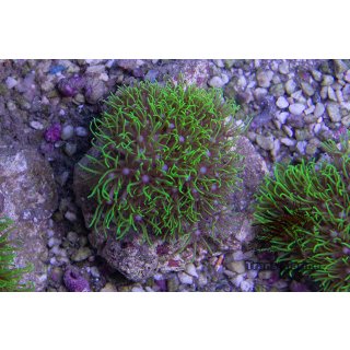 Briareum stechei FRAG