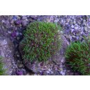 Briareum stechei FRAG