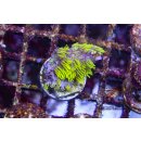 Briareum stechei FRAG
