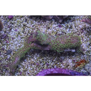 Briareum stechei NZ Bali