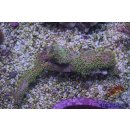 Briareum stechei NZ Bali