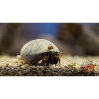 Calcinus laevimanus