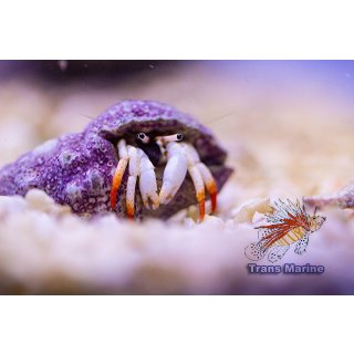 Calcinus minutus