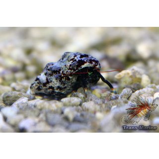Calcinus sp.