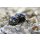 Calcinus sp.