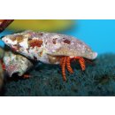 Ciliopagurus strigatus