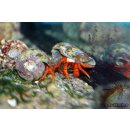 Ciliopagurus strigatus