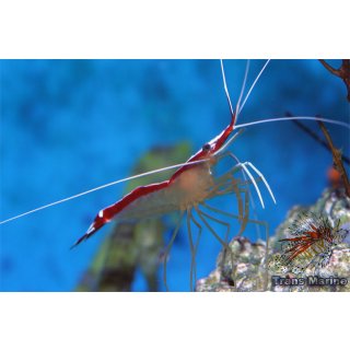Lysmata amboinensis