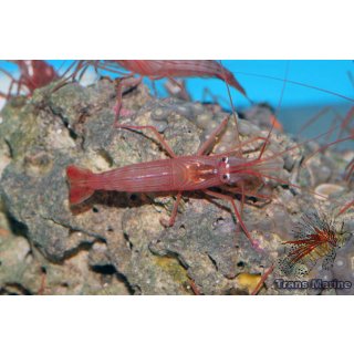 Lysmata wurdemanni