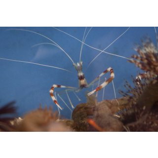 Stenopus hispidus