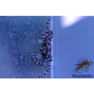 Lybia tesselata