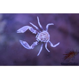 Neopetrolisthes maculatus