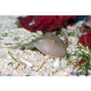 Limulus polyphemus