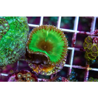 Protopalythoa grandis