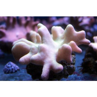 Lobophytum pauciflorum