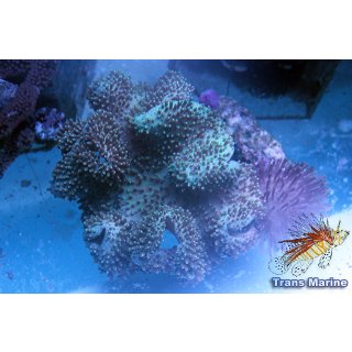 Sacrophyton sp  NZ INDO