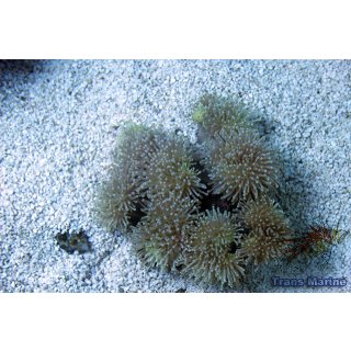 Sacrophyton sp  NZ INDO