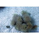 Sacrophyton sp  NZ INDO