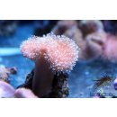 Sacrophyton sp