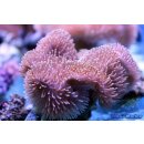 Sacrophyton sp.  NZ INDO