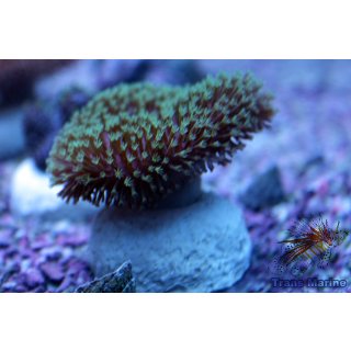 Sacrophyton sp  dt. NZ