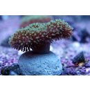 Sacrophyton sp  dt. NZ