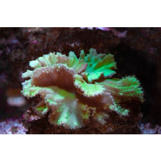 Sinularia dura NZ INDO