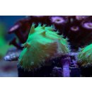 Sinularia dura FRAG