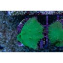 Sinularia dura FRAG