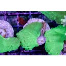 Sinularia dura FRAG